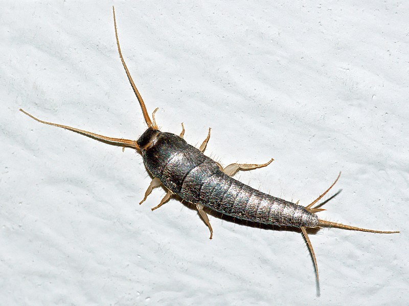 Silverfish Problem? The Common Signs, Treatment and Prevention