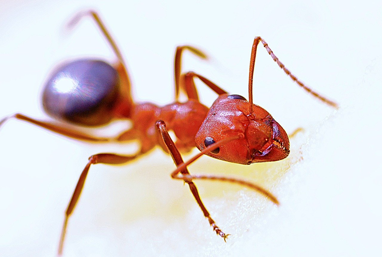 Ant Pest Control Brisbanae