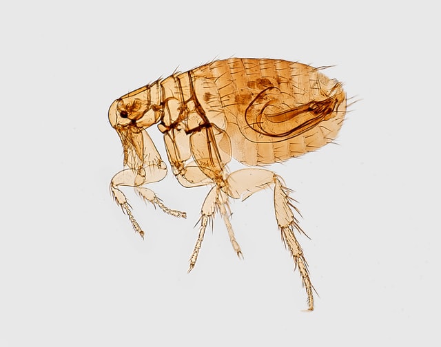Fleas - infestations are painful for you and your pets