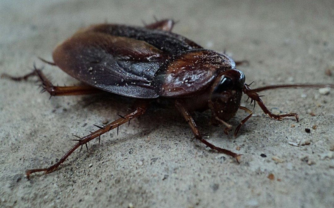 A Cockroach Infestation Can Be More Damaging Than You Think