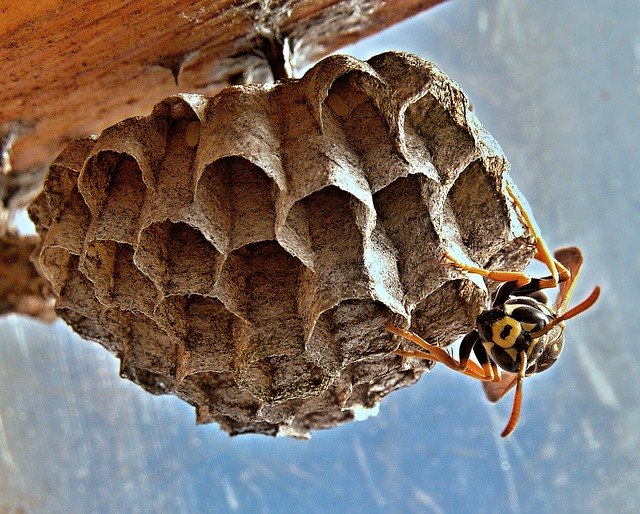 Wasps – Prevent an Attack of This Agressive Yard Pest