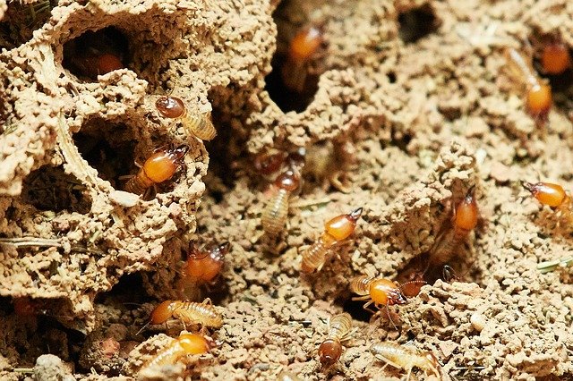 Termite infestation - pervention and treatment