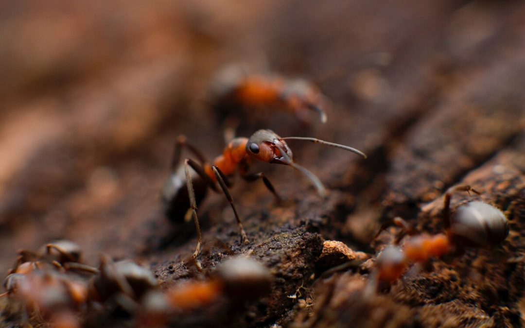 Ant nest - call in the professionals for ant control and prevention