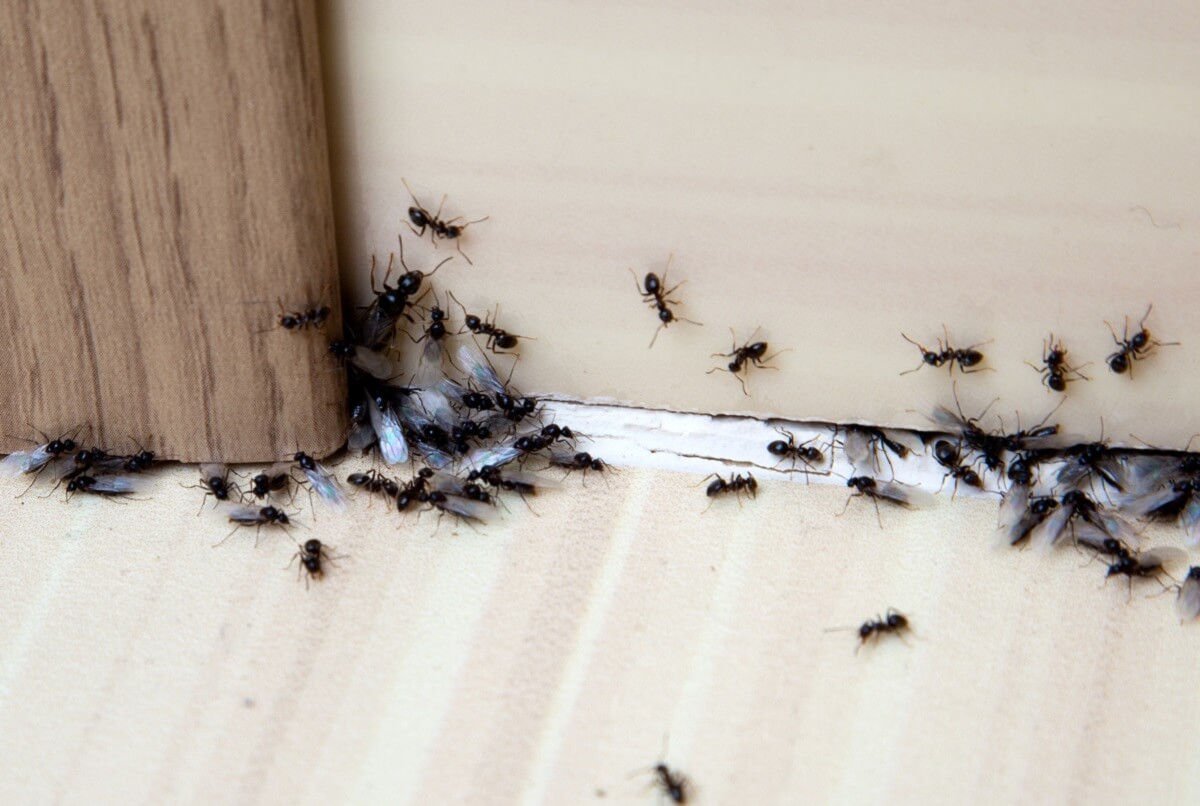 Ant nest inside home - identify an ant problem