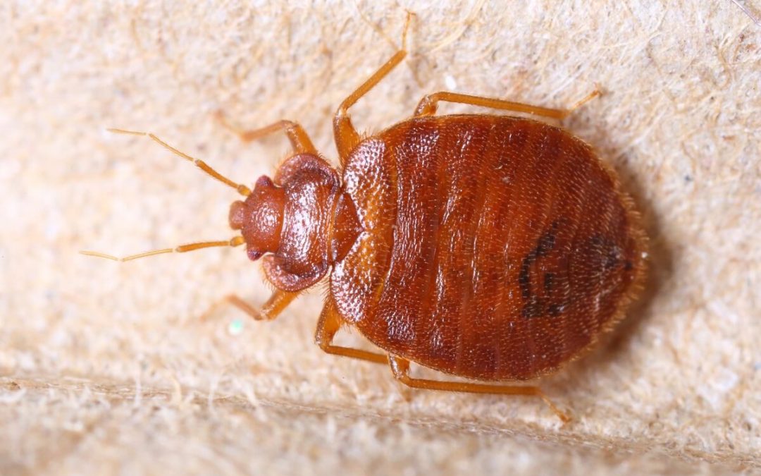 Bed bugs - physically painful and reputationally damaging