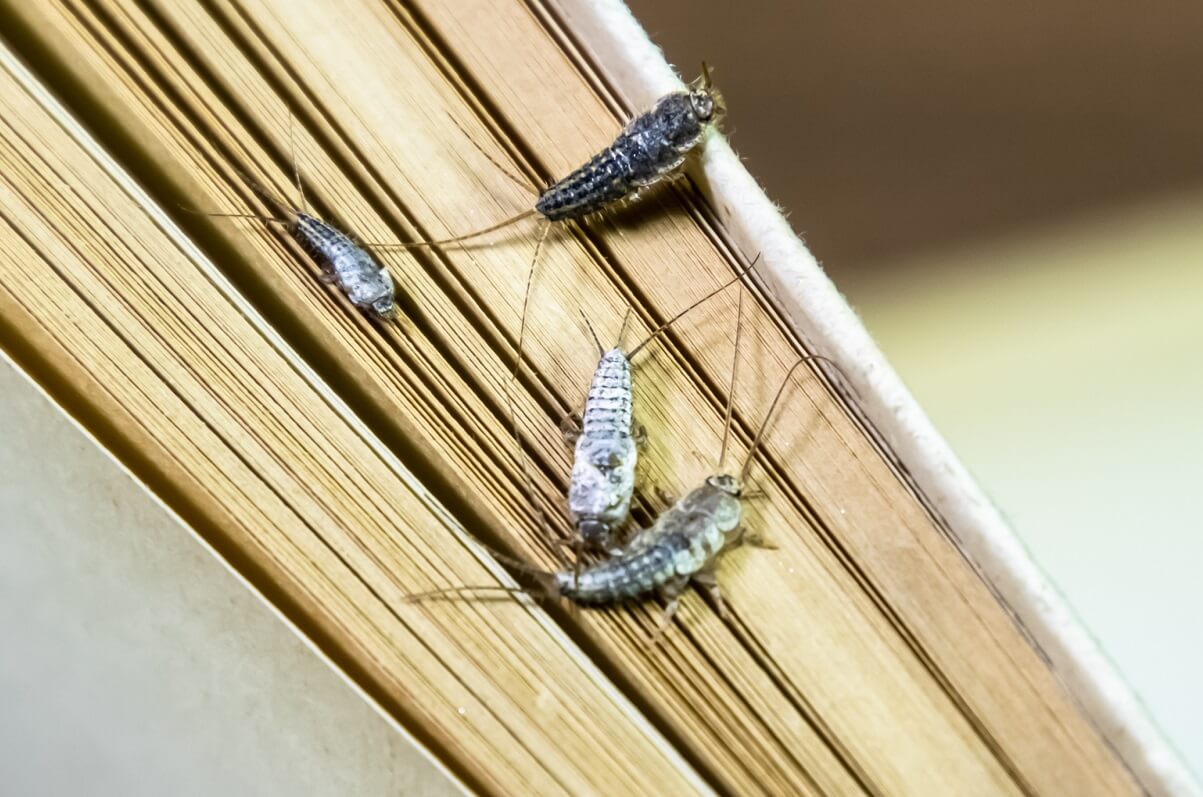 Silverfish infestation - identified in paper and cellulose products