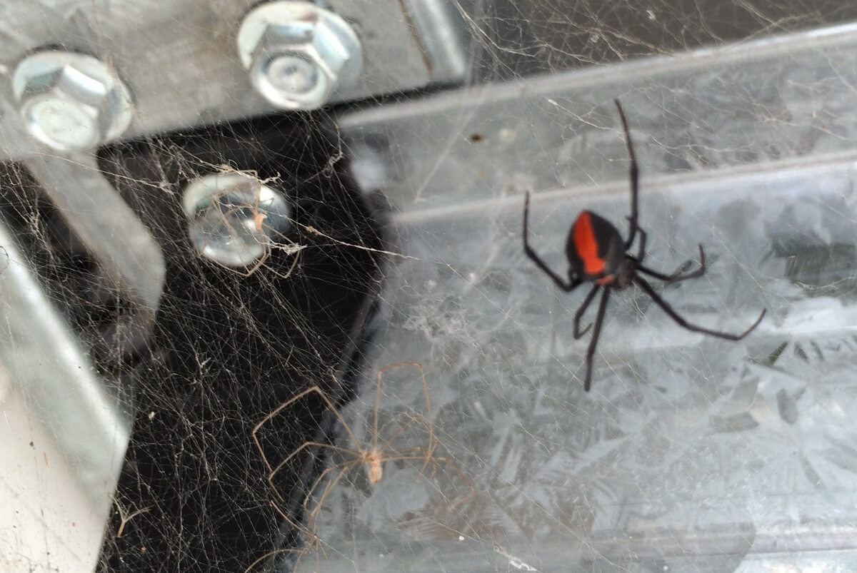 Redback spider and common household spider infestation identified