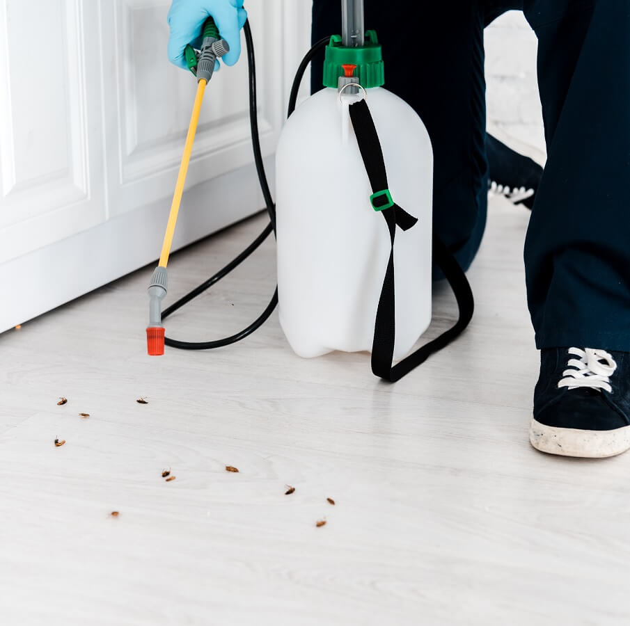Pest Control services - identify your household bug for treatement by a professional