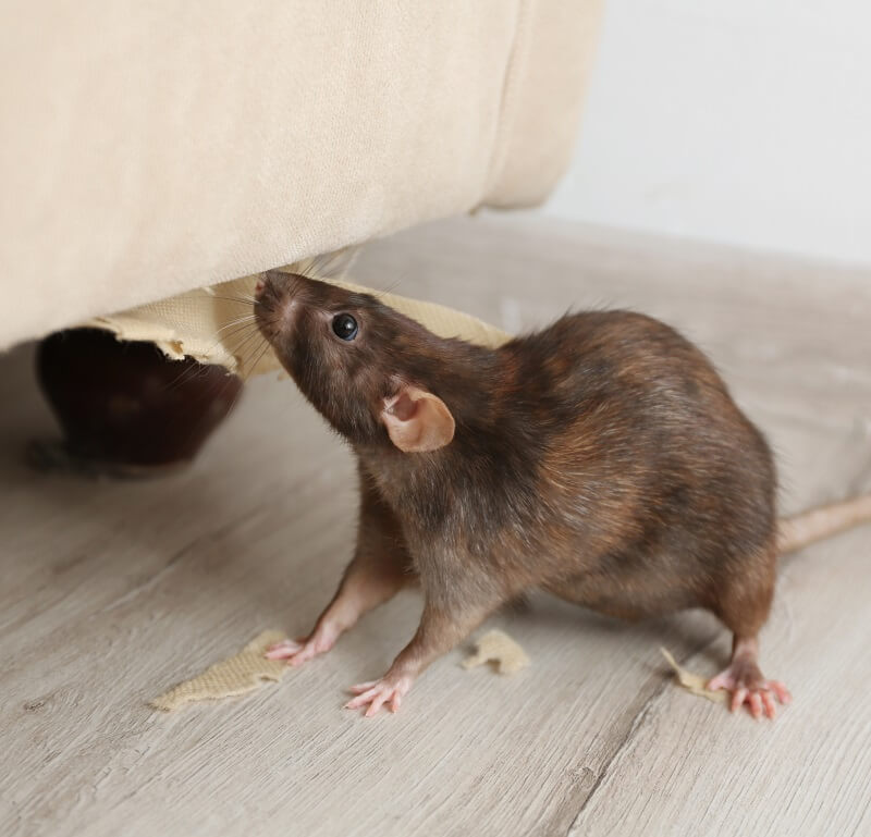 Rat damage to furniture