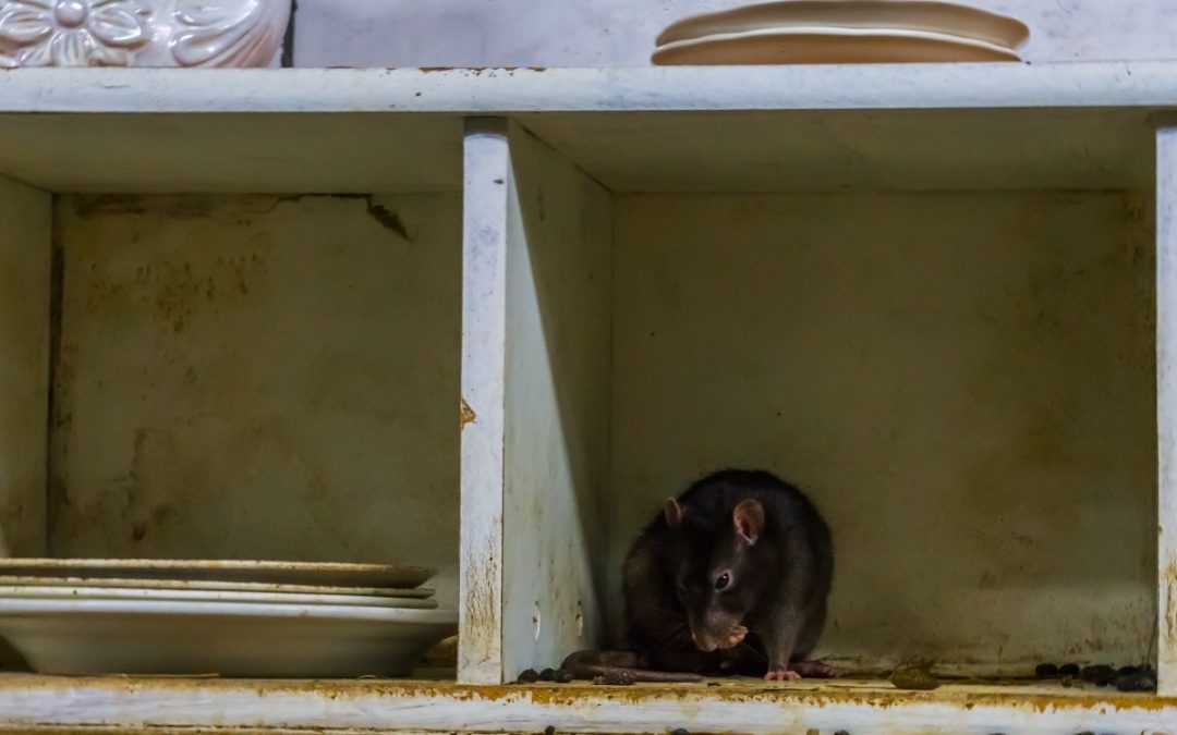 Rodent in dirty kitchen - call in Brisbane City Pest Control