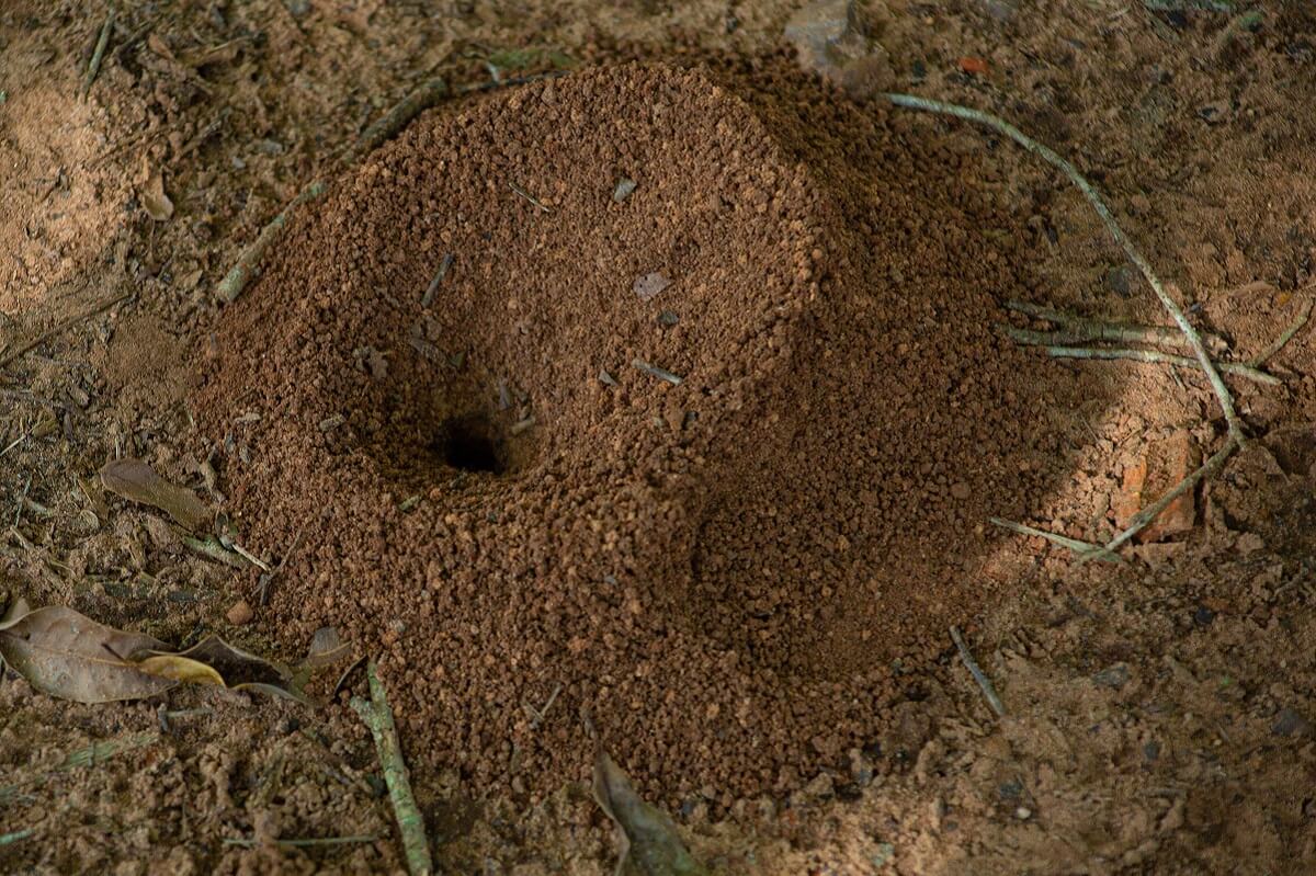 Anthill in garden - sign of ant infestation