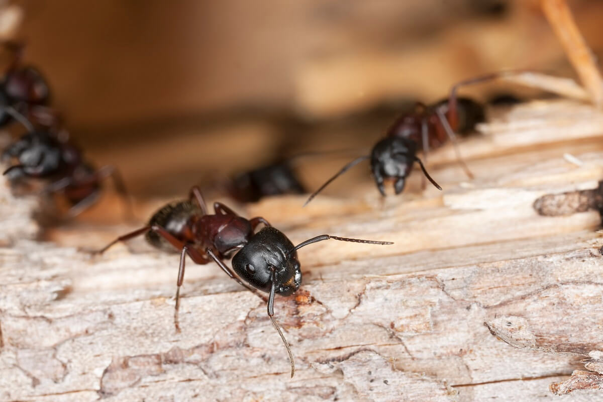 Black carpenter ants damaging wood - a sign of ant infestation