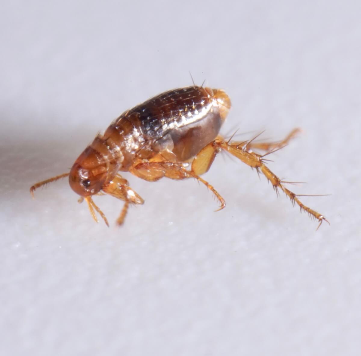 Close up of an amber coloured flea.  Call in Brisbane Pest Control to get on top of infestations