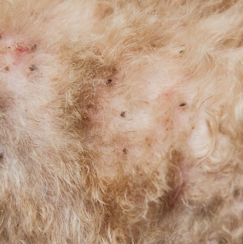 Flea bites and "flea dirt" in fur of household animals. The fecal matter and dried blood from flea's feeding on humans and pets, also found around the house in furniture, bedding, carpets and floorboards. Sure signs of flea infestation.  Call in pest control.