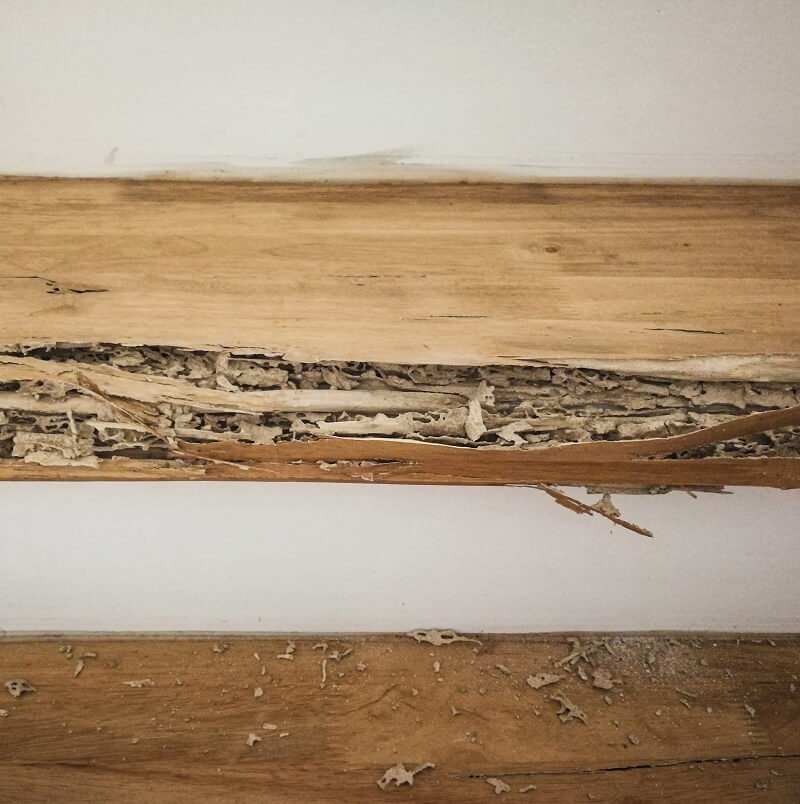 Hollowed out stair tread - leaving onlya a thin veneer of solid wood in areas and completely eaten in others.  This is evidence of termite infestation.  Call your Brisbane pest control urgently.