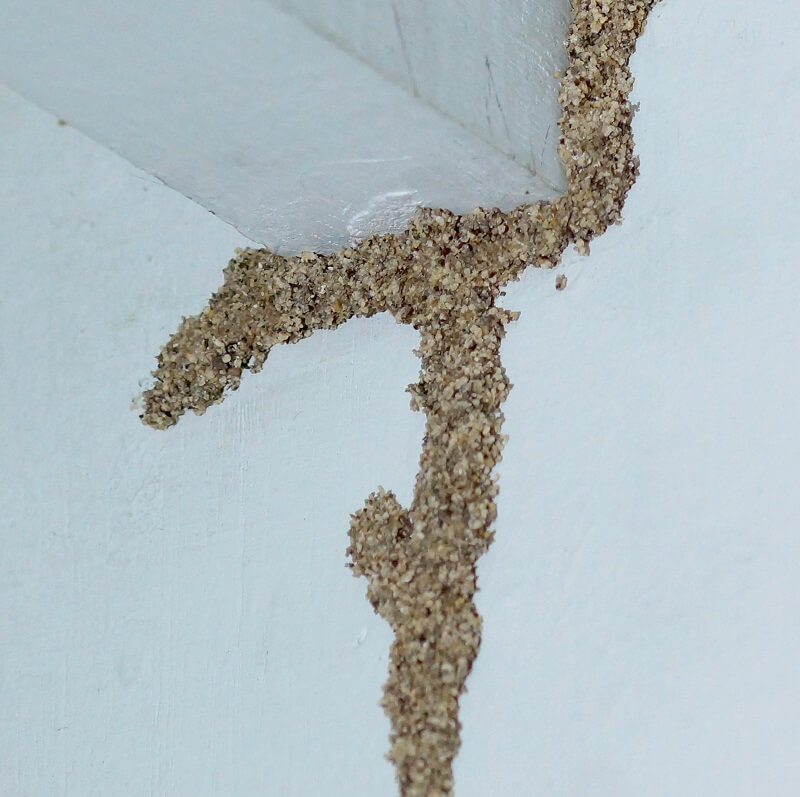 Termite mud trail on exterior surfaces indicate presence of termite infestation.  Call pest control urgently.