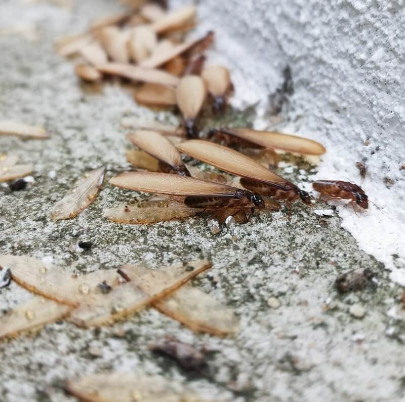 Winged termites swarming during warm weather to start new colonies. Call Brisbane Pest Control.
