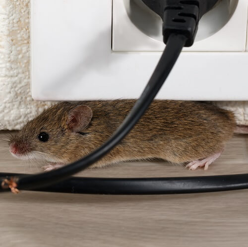 Mouse under electrical socket, with gnawed wire. Call Brisbane City Pest Control to deal with mice infestations