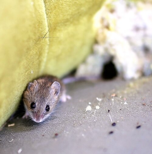 Mouse emerging from mouse nest made in household furniture. Don't delay booking mice pest control