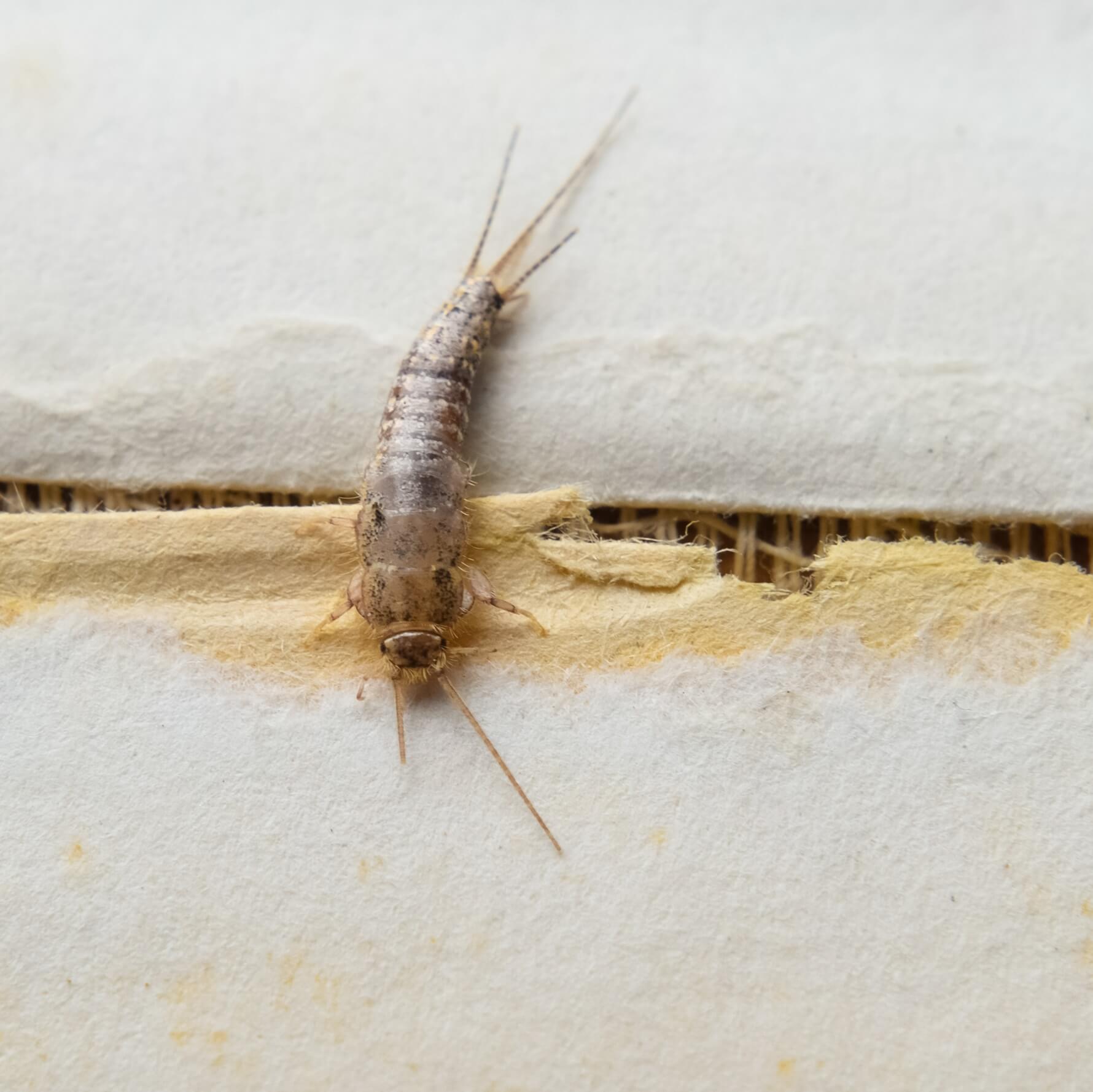 Silverfish in book, leaving yellow stains and eating holes in the paper and fabric cover and spine. Get Silverfish pest control to deal with an infestation.