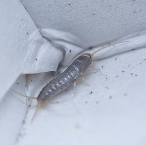 Silverfish leaving droppings - small pepper-like pellets. Get silverfish pest control.