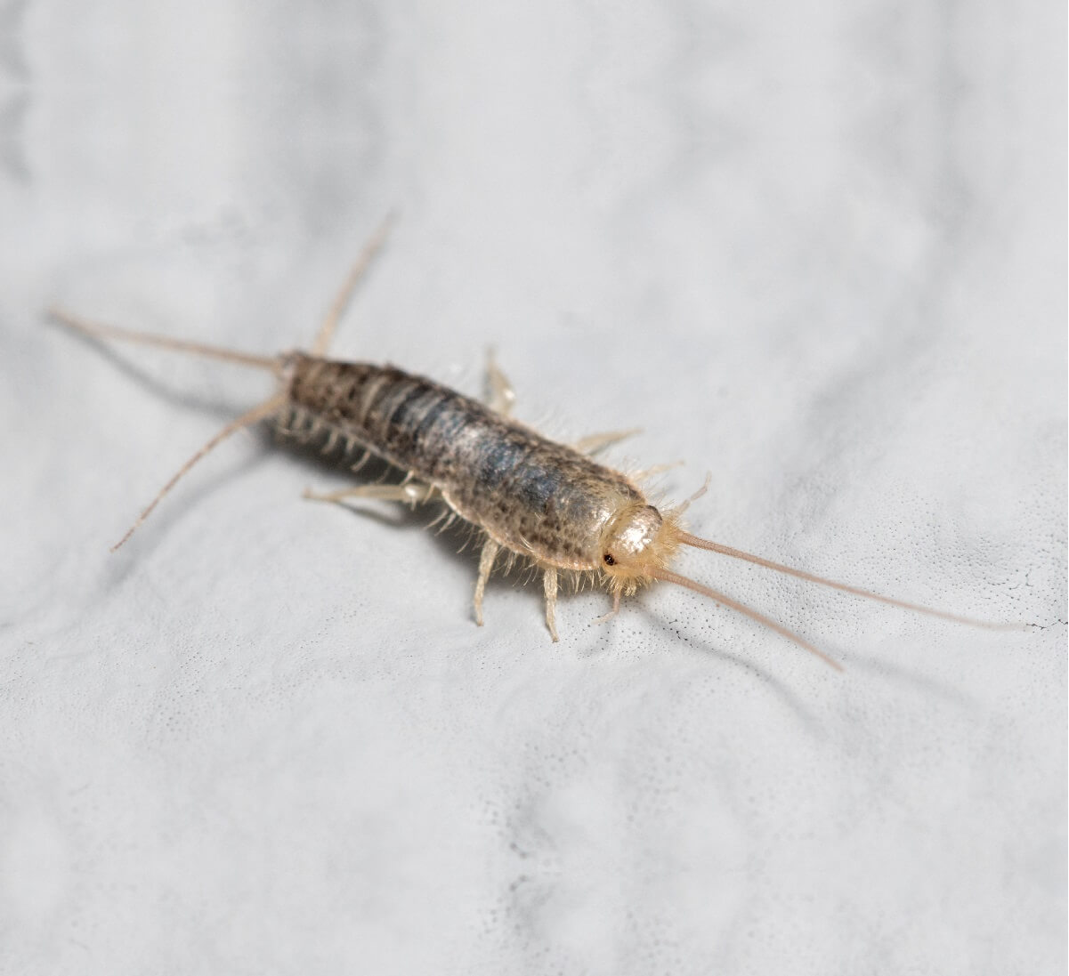 Silverfish on light material - get rid of silverfish with Brisbane City Pest Control