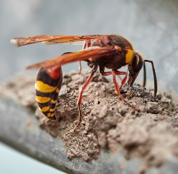 Wasp building a mud nest. 