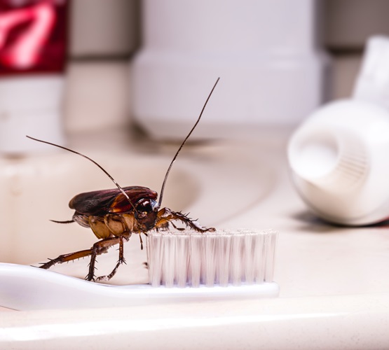 Cockroach on a toothbrush - cockroaches like to breed in moist dark environments like under bathroom sinks.