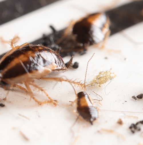 Shed exoskeletons and droppings of cockroaches are a sign of infestation