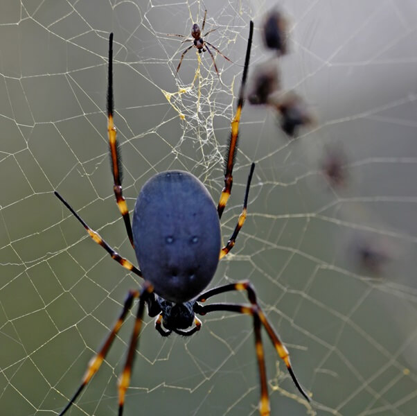 Golden Orb spider in web catching insects