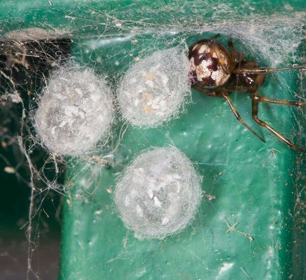 Spider with three Egg Sacs - can quickly lead to infestation of spiders.