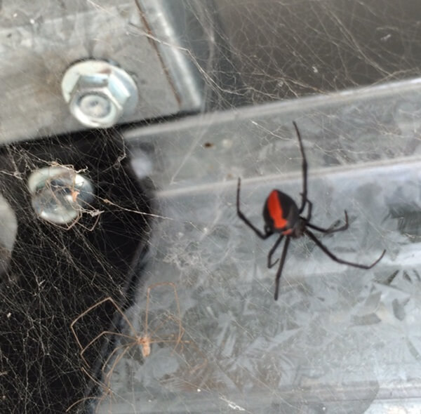 Redback spider in web - call in Brsbane Pest Control