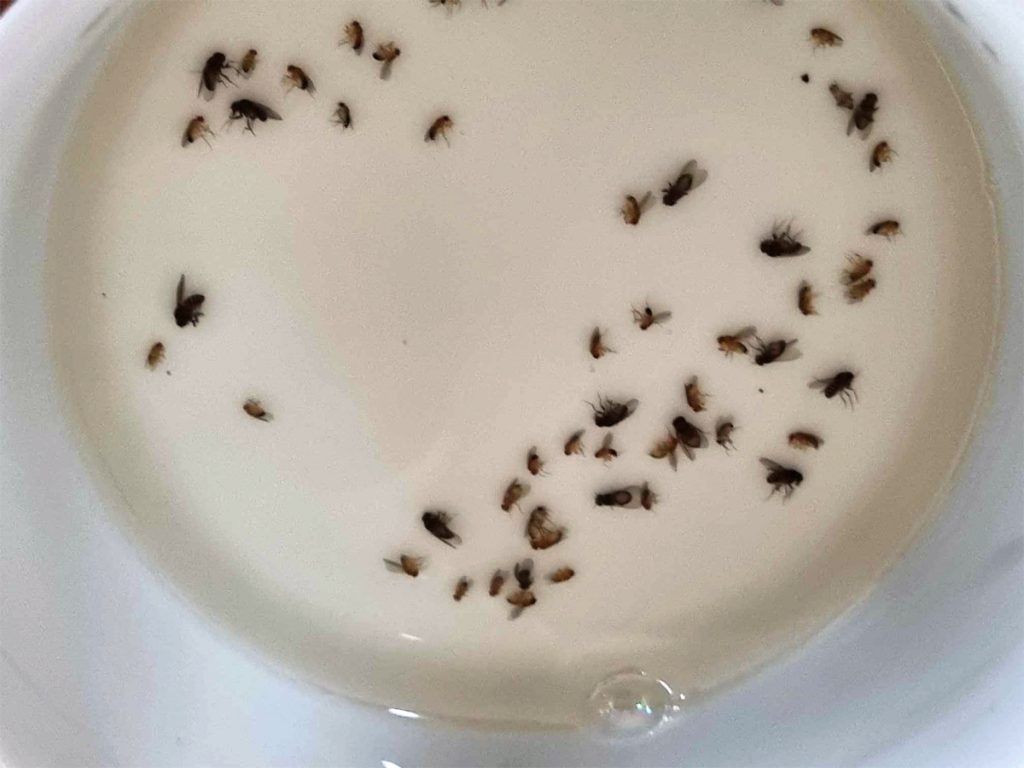How to kill fruit flies in a Brisbane home