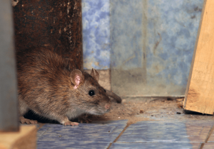 Rats can be a problem pest on the Brisbane northside