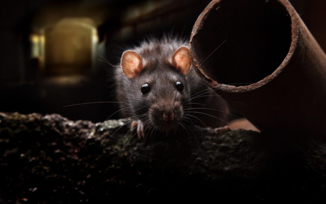 Avoid a Rat Infestation This Winter – Here’s How!