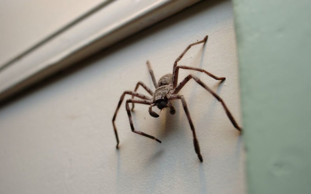 Huntsman spider in Brisbane home