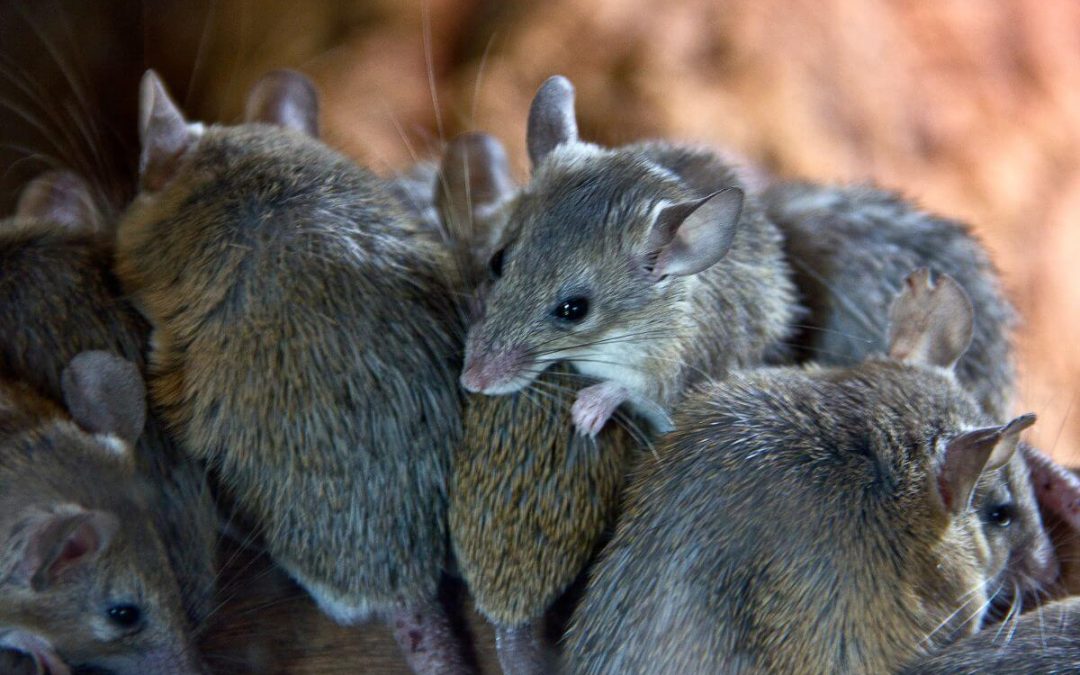 Plague of mice gathered on ledge in NSW - could Brisbane be next?